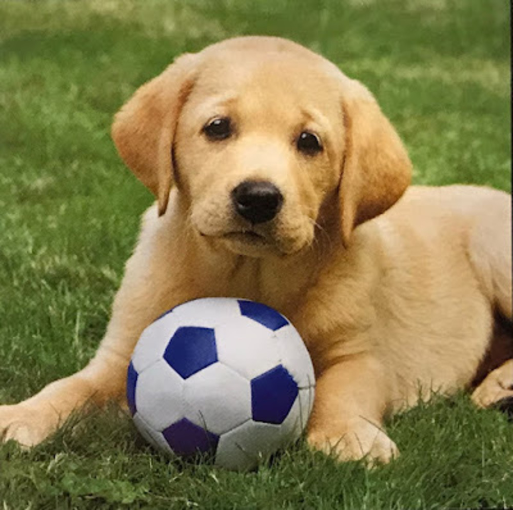 Meet your Posher, Brattie